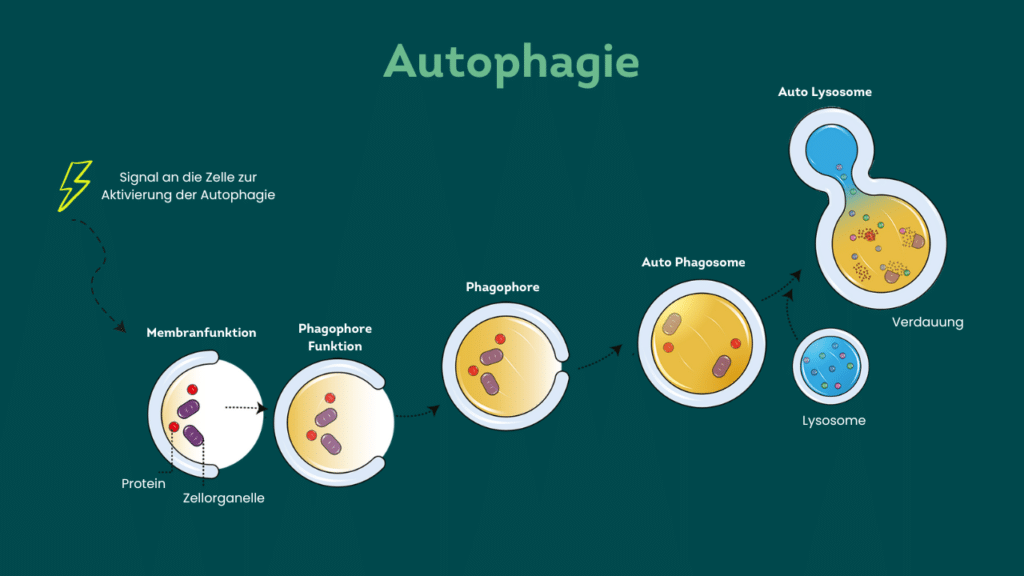 Autophagie