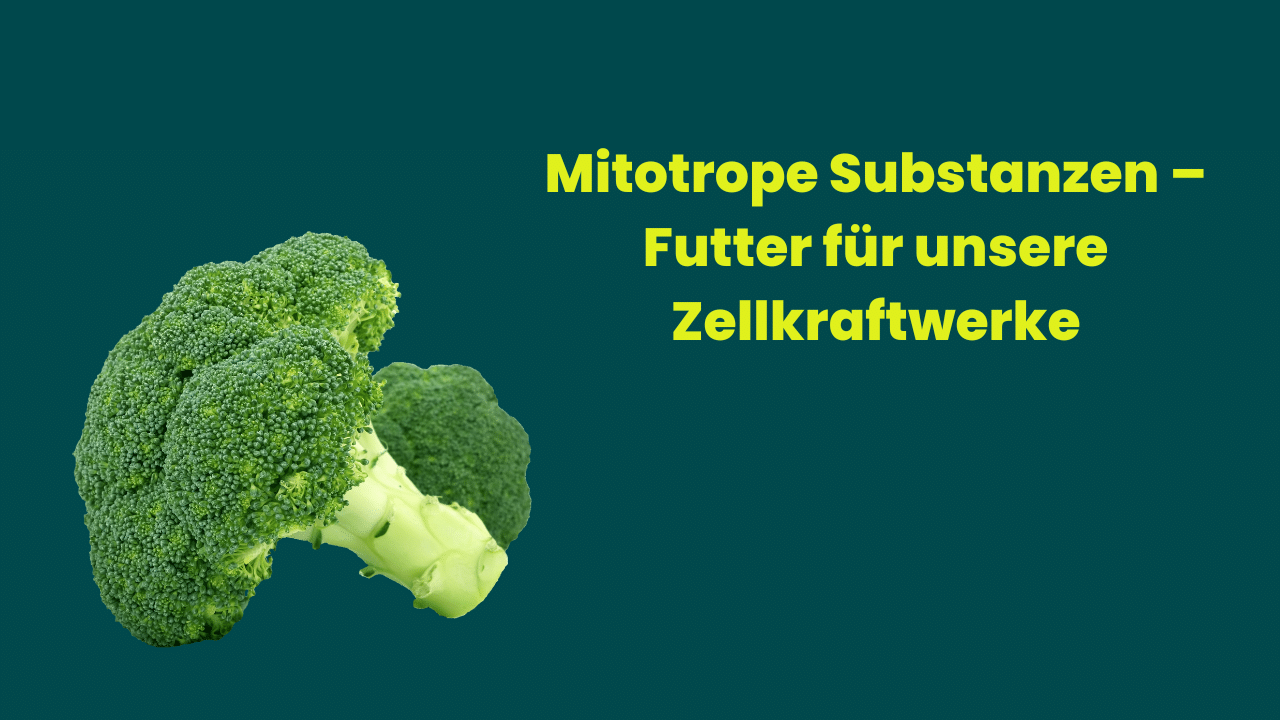 Powerfood – Mitotrope Substanzen
