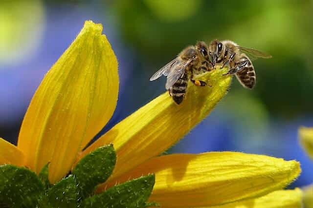 Epigenetik bei Bienen