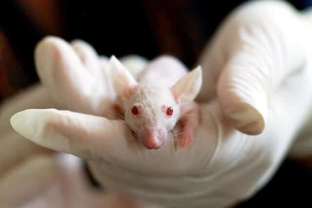 Vererbung eines Traumata bei Mäusen getestet